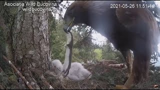 Bucovina Golden Eagles ~ Female Golden Eagle Brings In A Weasel! Mom Feeds To Her Eaglet! 5.26.21