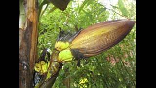 Banana plants with Flower pod \u0026 fruit on a Winter day in Canada