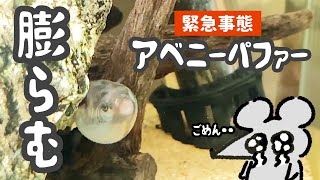 衝撃！アベニーパファーも膨らむフグだった件。#6【アベニーパファーのそらピーVLOG】