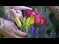 hybridizing daylilies as a hobby volunteer gardener