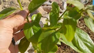 Izu Persimmon Pop up video on growth and fruit. May 2022 St. George, Utah