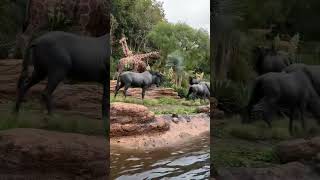 【TDL】ジャングルクルーズ:ワイルドライフ・エクスペディション #2 Jungle Cruise /東京ディズニーランド