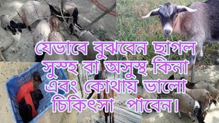 যেভাবে বুঝবেন ছাগল সুস্হ বা অসুস্থ কিনা এবং কোথায় ভালো চিকিৎসা  পাবেন।