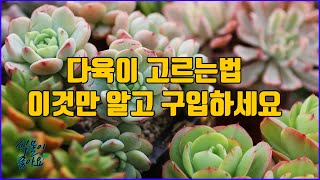 다육이 고르는법 이것만 제대로 알고 구입하자(succulent)