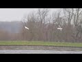 2cy caspian gull farmoor 10.03.2021