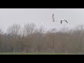 2cy caspian gull farmoor 10.03.2021