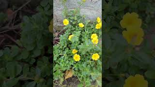 purslane in garbage #yellow #purslane #shortsfeed #shorts #youtubeshorts