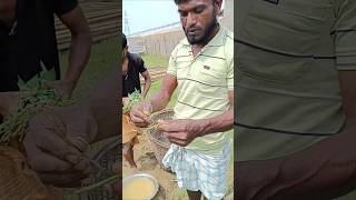 পানের লতার কয়টি গীট রাখতে হয় রোপনের জন্য #agricultural #পান #betelleaf #farming