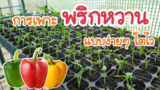 การเพาะพริกหวาน 3 สี แบบง่ายๆ - เกษตรมาริ EP.11