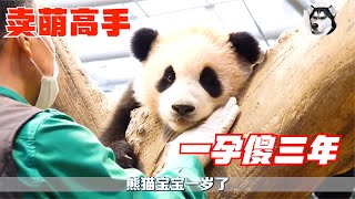 【脸红动物世界】熊猫妈妈一孕傻三年，幼崽被顺走都不知道，教育方式比人类还残酷