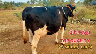 25 லிட்டர் கரவைத்திரனில் மாடு விற்பனை @Lakshmi-dairy-Farms #cow #dairy #sales #good #farming #farm