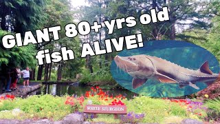 The GIANT STURGEON FISH at Bonneville Fish Hatchery