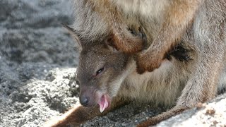 2021.3.3 Red Necked Wallaby　ベネットアカクビワラビー　「スズシロ」＆「ハコベ」の赤ちゃん