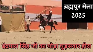 ब्रह्मपुर मेला 2025 HORSE IN BRAHAMPUR HORSE FAIR OWNER INERPAL सिंह जी PRACTICES BY SAWAR Hira