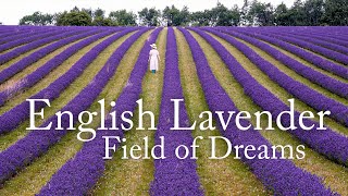 English lavender varieties, Lavender uses, A rainy day in the Cotswold Lavender field.