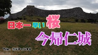 21【沖縄県】日本一早い桜を今帰仁城に見に行ったら、社会科見学みたいになっちゃった笑