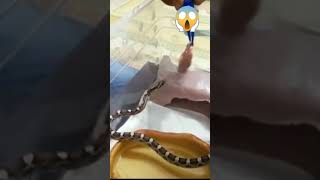 YILAN BESLEME🐍#shorts #shortsvideo #youtubeshorts #snake #yılanvideoları #animal #wildanimals