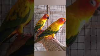 Sun Conure 🌞 sounds #shorts