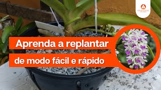 Como plantar orquídea Rhynchostylis gigantea na brita de forma fácil e rápida?