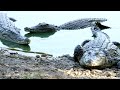 Why Are Crocodile Attacks Rising on Africa's Zambezi River?