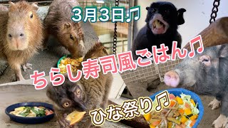 3月3日！ちらし寿司風ごはんでひな祭り♫草津熱帯圏の動物達♫ Girls’ festival for animals