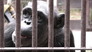 あっちこっちから集められた仲良し3人組　池田動物園　チンパンジー