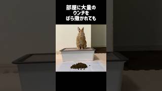 マニアックすぎて全く役に立たないうさぎの雑学④　#雑学 #rabbit #うさぎ