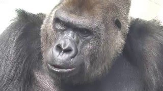 ゴリラのビンドン。お食事中～セロリ編～（福岡市動物園）