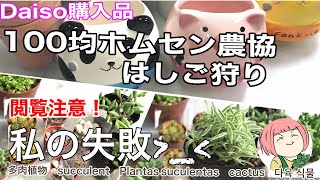 107【多肉植物】100均ホムセン農協はしご狩り❗️この時期の購入・管理は注意が必要！閲覧注意！私の失敗😭ダイソー購入品紹介