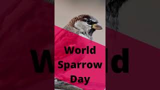 world sparrow day 2024 | 20th march 2024 #shorts