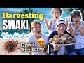 Harvesting Swaki | Melason Family Vlog