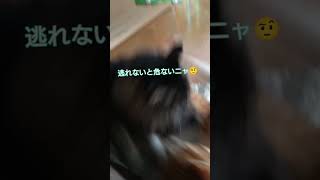 寝技に持ち込もうとするもパワー💨でねじ伏せられる猫🐈‍⬛ビスコと🐈パピコ