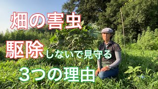 【虫と闘わない】いま畑に植っているオクラを例に、害虫を駆除せずに見守っている理由をお話しします。