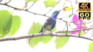 香港第一個記錄：紫色花蜜鳥 Hong Kong's 1 bird record : Purple Sunbird ムラサキタイヨウチョウ