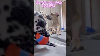 超大型犬が駄々こねる！グレートデン子犬 #shorts