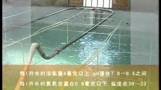 石斑魚的養殖技術(下)(2010.8.10).mp4