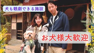 【犬連れ旅行】日光江戸村《前編》｜忍者劇場を観る犬｜犬もビビる地獄寺｜これぞ我が家のペットカートカジカジ対策とは？