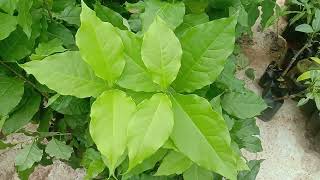 Bunchosia glandulifera, known as Peanut Butter Fruit, tree saplings