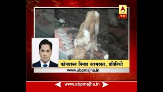 Kalyan: The culmination of the doctor's cruelty, 9 dogs of foreign breed were left in a miserable condition