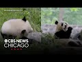 Giant pandas from China arrive at National Zoo in D.C.