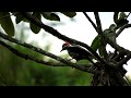 Woodpecker Likes Pecking