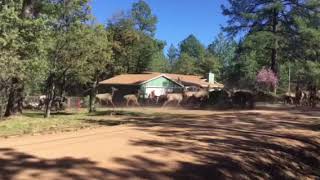 Elk stampede in Pine Arizona