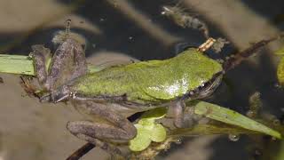 成体間近のニホンアマガエル Hyla japonica 幼体