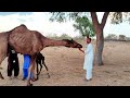 Angry Camel attacks on man