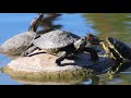 relaxing turtle experimental relaxation video from parry gripp