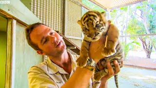 Handraising Newborn Twin Tiger Cubs | BBC Earth Kids
