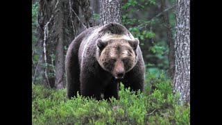 БОЛЬШАЯ ОХОТА на МЕДВЕДЯ!  Дальний ВОСТОК BEAR HUNT точный выстрел!