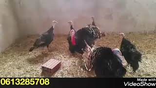 قطيع بيبي 30 أنثى و 4 ذكور  مشروع تربية بيبي بشكل مكثف turkey breeding in morocco