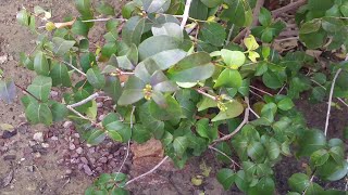 Star Surinam Cherry (Pitanga Eugenia), AKA Brazilian Cherry Tree setting fruit for the first time.