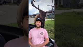 How to Survive an Elk attack.